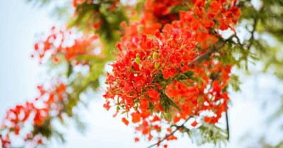 THÁNG NĂM RỰC RỠ